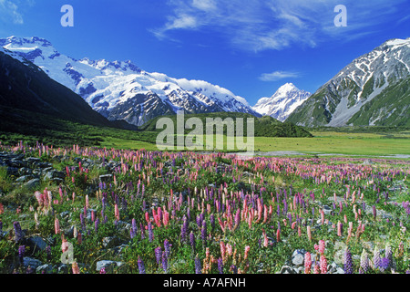 Colorful lupins in Southern Alps below Mount Cook on South Island of New Zealand Stock Photo