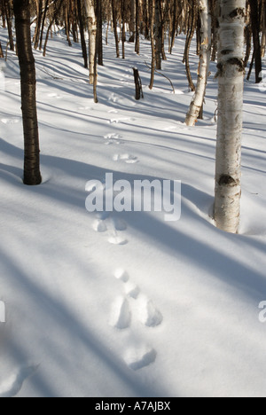 Animal tracks in the snow a forest in Quebec in winter Stock Photo