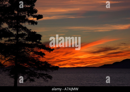 A tree silhouetted against a fiery sunset Stock Photo