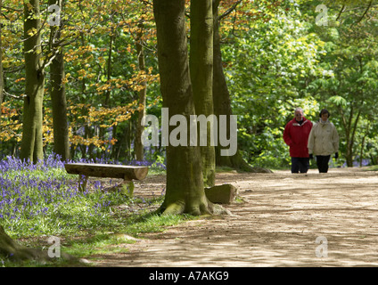2 people (couple) walking (spring bluebells in flower, sunlit footpath, bench seat, deciduous woodland trees) - Middleton Woods, Ilkley, Yorkshire UK. Stock Photo
