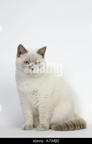 ADULT BRITISH SHORTHAIR Stock Photo