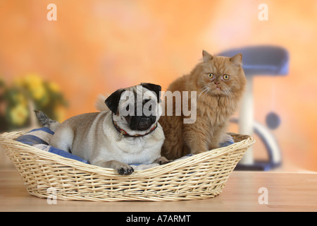 Pug and Persian Cat in basket Stock Photo