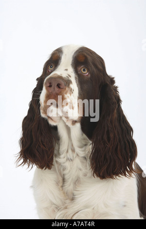 English Springer Spaniel Stock Photo