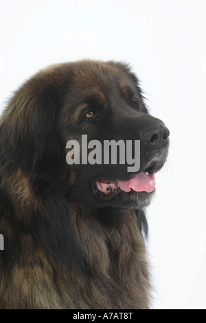 Leonberger Stock Photo