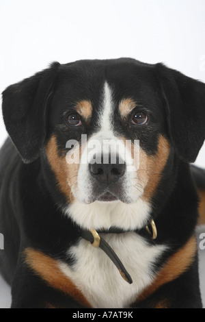 Entlebuch Mountain Dog Stock Photo