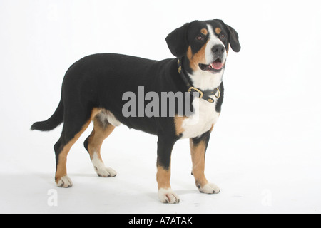 Entlebuch Mountain Dog Stock Photo