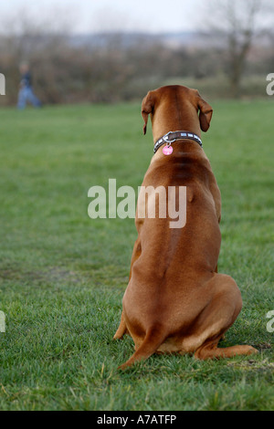 adult Rhodesian Ridgeback Stock Photo - Alamy
