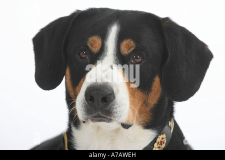 Entlebuch Mountain Dog Stock Photo