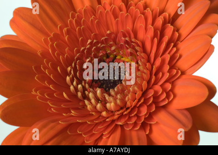 Red Gerbera flower close up Stock Photo
