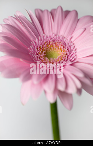 Pink Gerbera flower close up Stock Photo