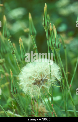 Seedhead of Goatsbeard locally called Jack go to bed at noon Stock Photo