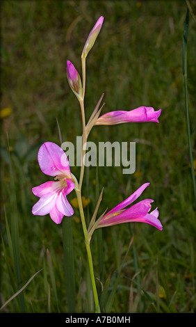 Wild Flower Field Gladiolus Gladiolus Italicus Stock Photo