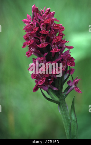 Northern marsh orchid Dactylorchis purpurella Stock Photo
