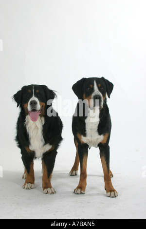 Mountain Dogs  Stock Photo