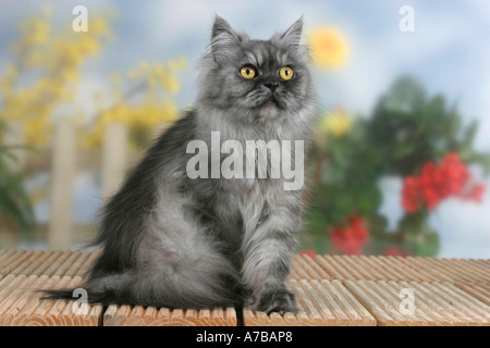 Persian Cat  Stock Photo