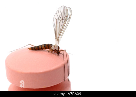 Anti Malaria tablets Malarone with mosquito in close up Made by Glaxo Smith Kline Stock Photo