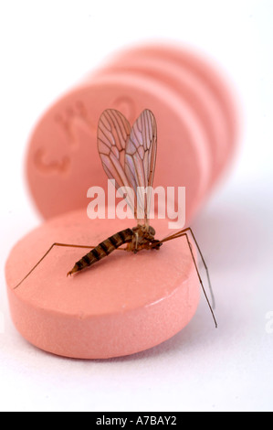 Anti Malaria tablets Malarone with mosquito in close up Made by Glaxo Smith Kline Stock Photo