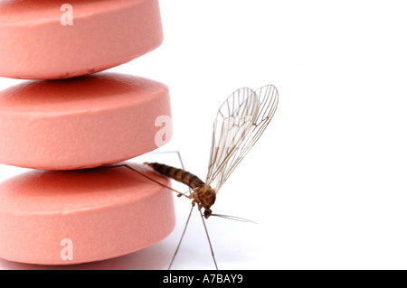 Anti Malaria tablets Malarone with mosquito in close up Made by Glaxo Smith Kline Stock Photo