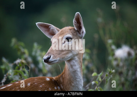 Portrait of young fallow deer Stock Photo