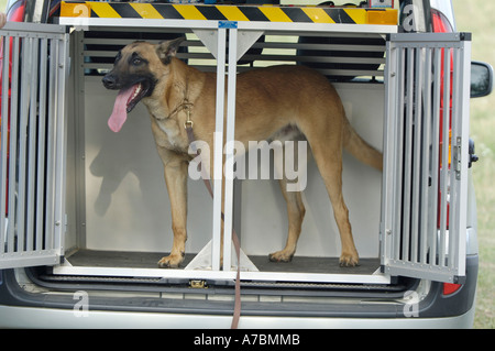 Crate deals size for belgian malinois