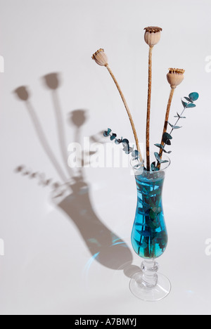 Eucalyptus and poppy arrangement in vase with shadow Stock Photo