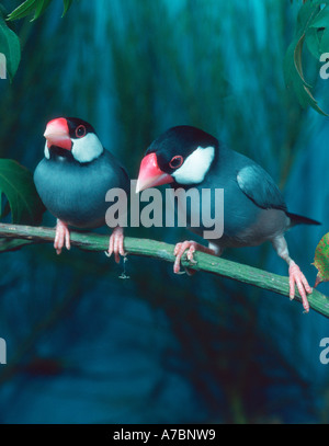 A pair of Java sparrows (Padda oryzivora), also known as Java finch ...