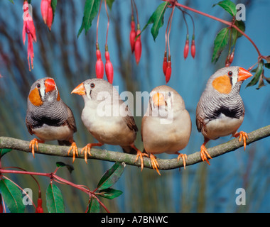 Zebra Finch  Stock Photo