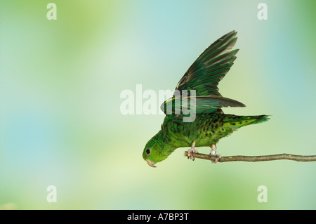 Barred Parakeet on twig Bolborhynchus lineola Stock Photo