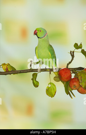 Ring-necked Parakeet on branch with apples Stock Photo
