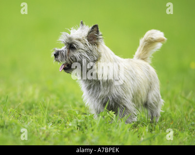 Cairn Terrier. Adult dog standing on a meadow. Germany Stock Photo
