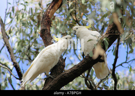 Lesser Sulphur-crested Cockatoo (Cacatua sulphurea). Couple on a branch Stock Photo