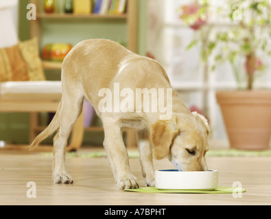 cute golden retriever eating dog food from metal bowl in messy kitchen ...