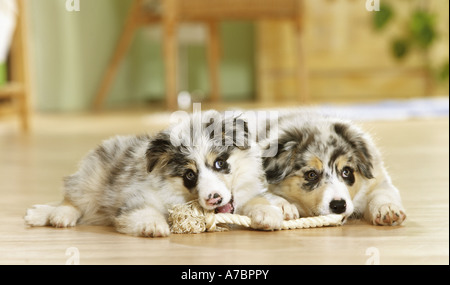 two Border Collie puppies with rope - lying Stock Photo