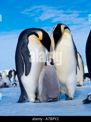 Emperor Penguin (Aptenodytes foresteri), Antarctica Stock Photo - Alamy