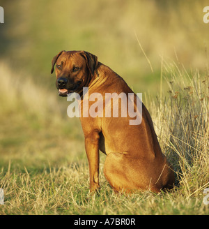 Sitting African Rhodesian Ridgeback sitting Rhodesian Ridgeback Stock Photo - Alamy