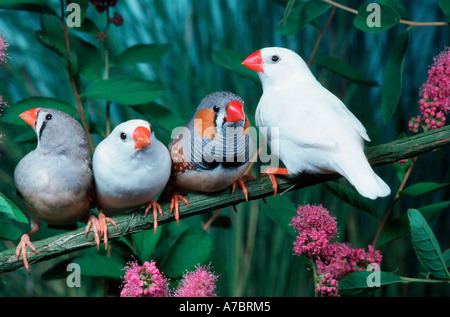 Zebra Finch  Stock Photo