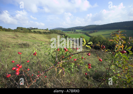 View from Pewley Downs with rosehips foreground Stock Photo