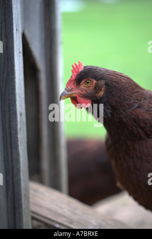 Hen entering chicken coup at Burpham Court Farm Stock Photo