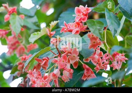 Annona Cherimolia Annonaceae Ecuador Peru Stock Photo