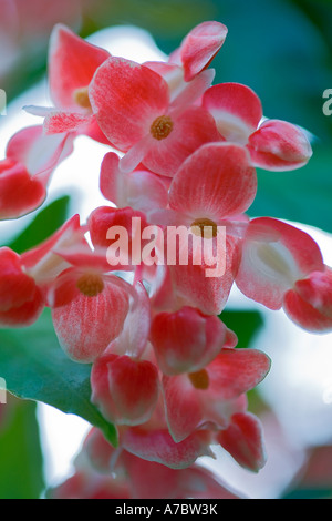 Annona Cherimolia Annonaceae Ecuador Peru Stock Photo