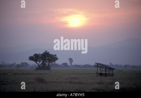 Sunrise over paddy fields in northern Thailand Stock Photo
