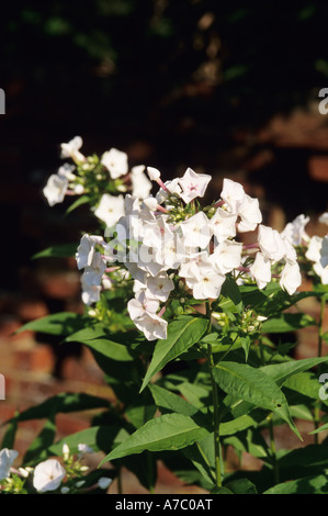 White tall flowering phlox in full bloom in garden on sunny day. Stock Photo