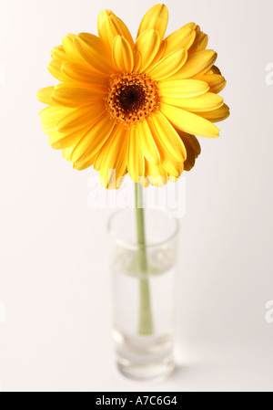 Yellow flower Gerbera Gerbera jamesonii in small glass vase with white background Stock Photo