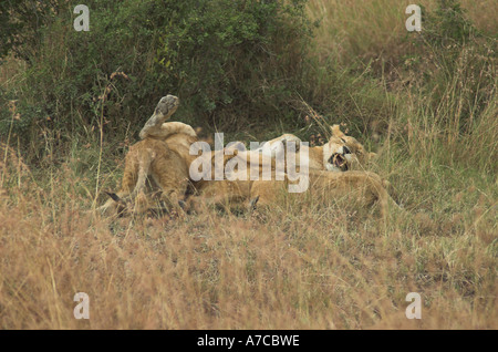 African Lioness with cubs in the Massai Mara, Kenya, East Africa Stock Photo