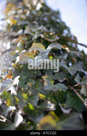 Ivy growing up a tree or phone pole New England Connecticut USA Stock Photo