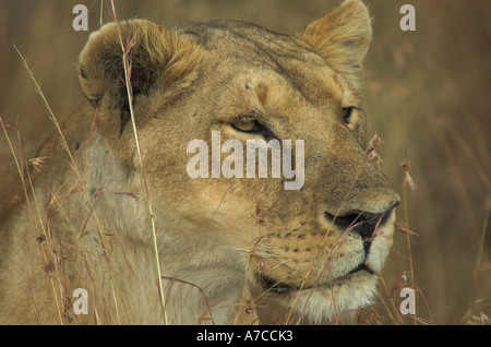 African Lioness hunting in the Massai Mara, Kenya, East Africa (panthera leo) Stock Photo