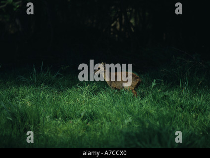 Chinese Muntjac Deer Muntiacus reevesi Droppings Stock Photo - Alamy