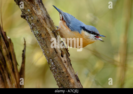 Adult Nuthatch Sitta europaea carrying a ladybird in its beak to take back to the nest for its chicks Stock Photo