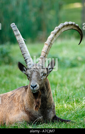 Asiatic Ibex Siberian Ibex Stock Photo - Alamy