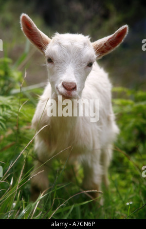 Smiling baby goat facing camera Stock Photo